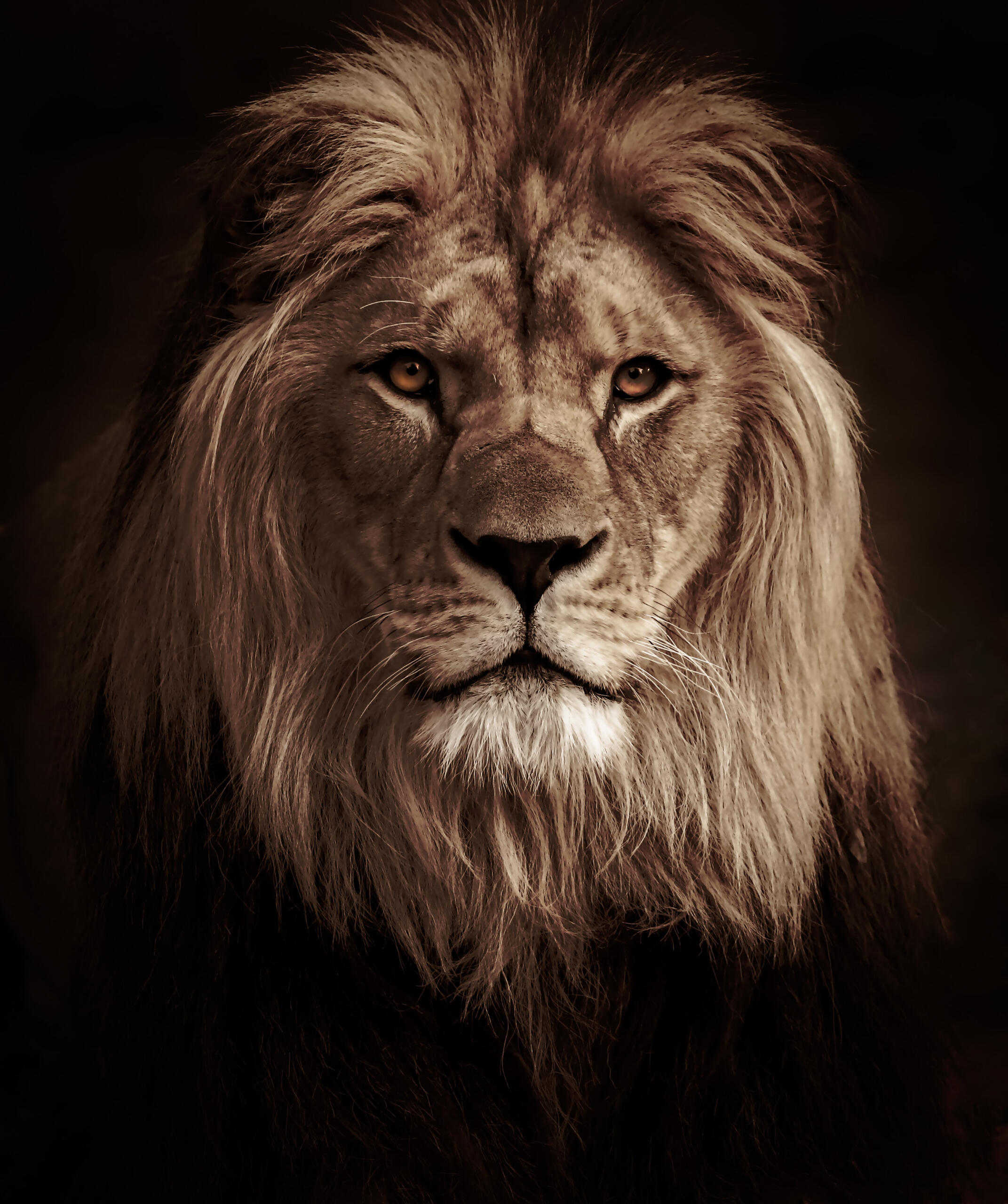 Close-up of a lion's face