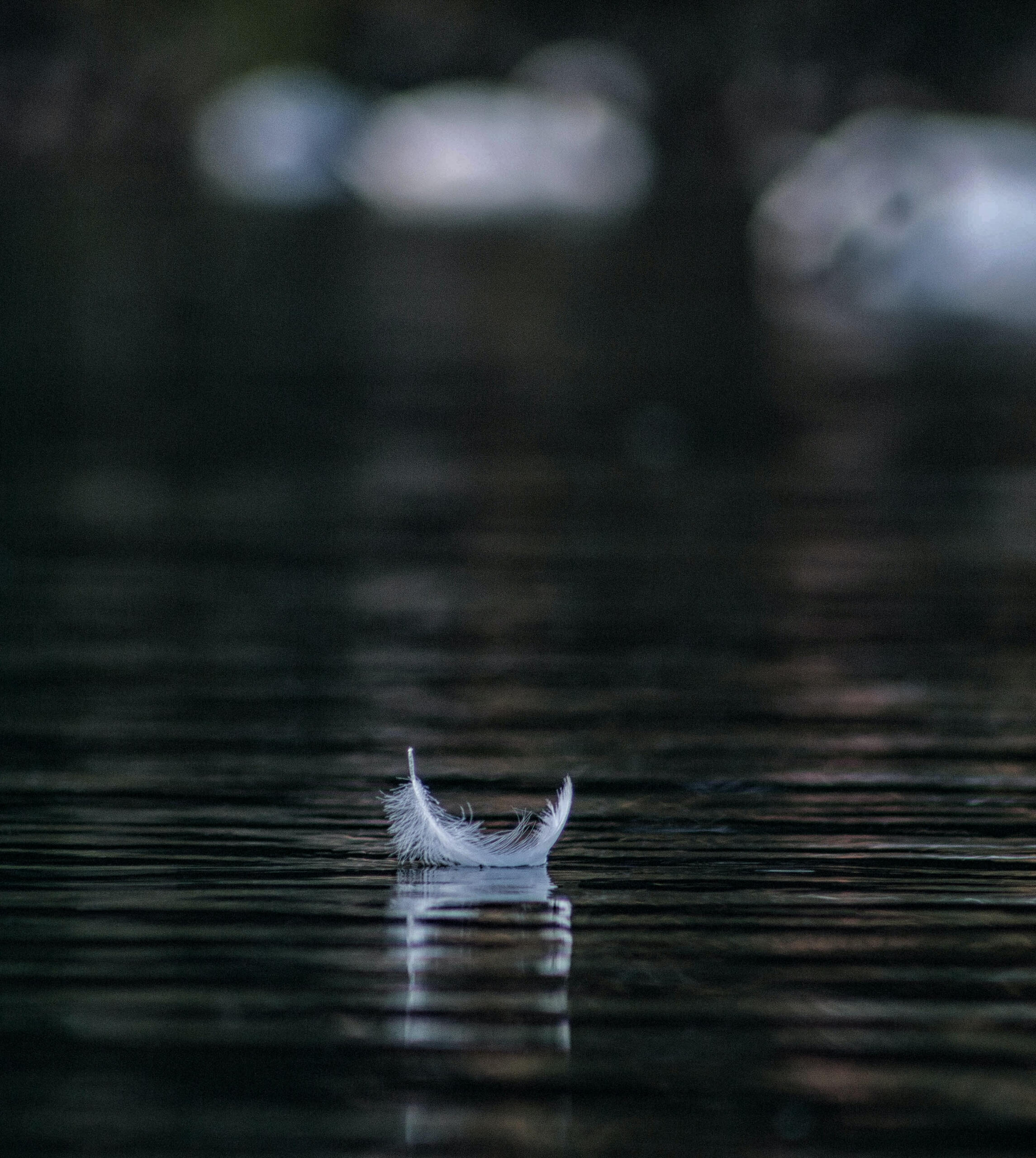 A white feather floating on dark, still water
