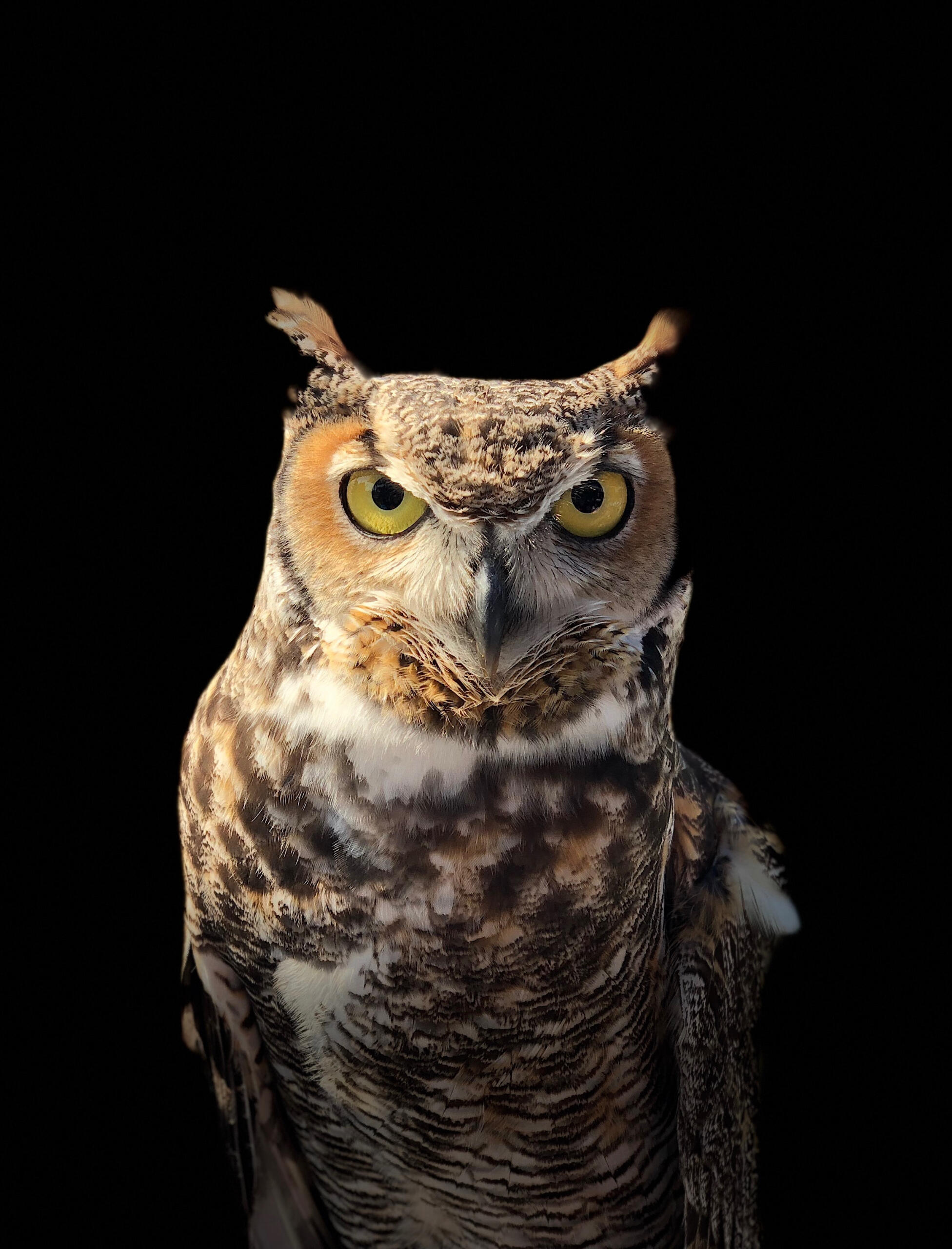 A great horned owl against a black background